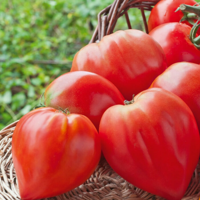 Tomate Coeur de Boeuf